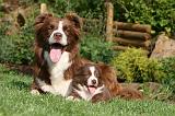 BORDER COLLIE 1243